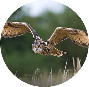 Owl Taking Flight